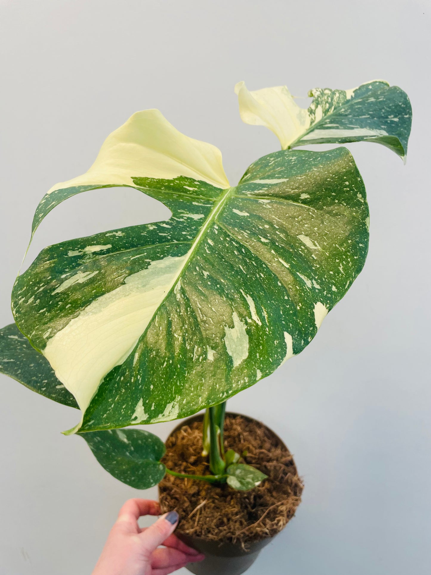 Bilde av Monstera ‘Thai Constellation’-Spanne Plantesalg