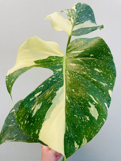Bilde av Monstera ‘Thai Constellation’-Spanne Plantesalg