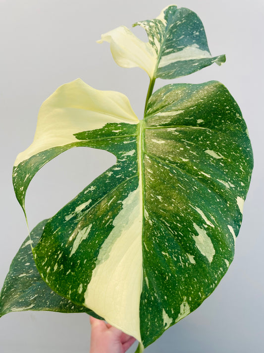 Bilde av Monstera ‘Thai Constellation’-Spanne Plantesalg