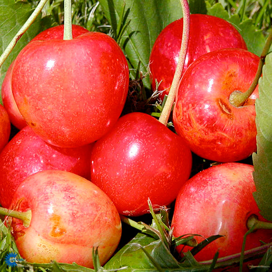 Bilde av Morell Merton Glory-Spanne Plantesalg