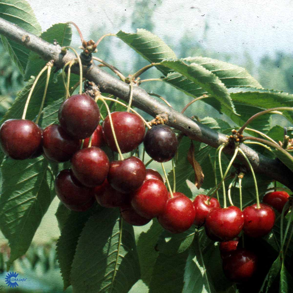 Bilde av MORELL STELLA-Spanne Plantesalg