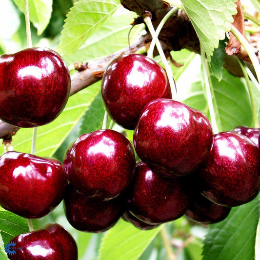 Bilde av Morell Prunus avium 'Sylvia'-Spanne Plantesalg