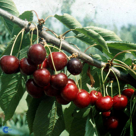 Bilde av MORELL STELLA-Spanne Plantesalg