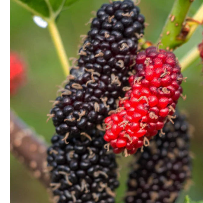 Bilde av Morus alba 'Giant Fruit'-Spanne Plantesalg