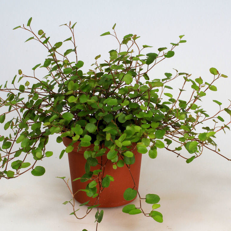 Bilde av MUEHLENBECKIA COMPLEXA-Spanne Plantesalg