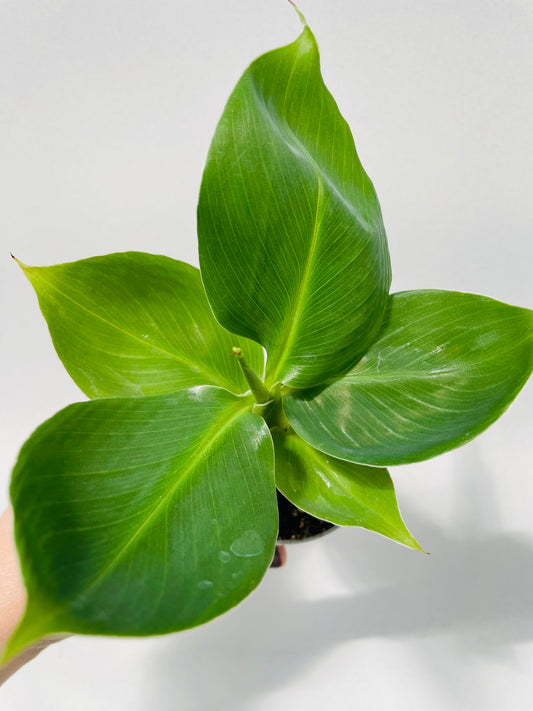 Bilde av Musa acuminata-Spanne Plantesalg