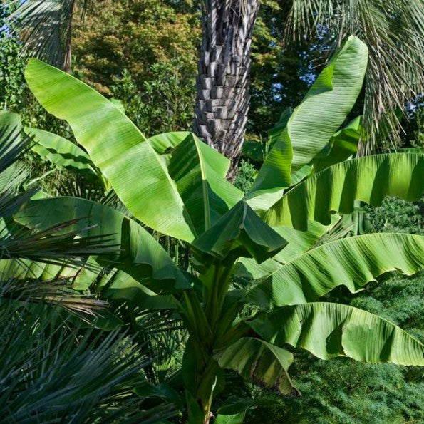 Bilde av Musa basjoo-Spanne Plantesalg