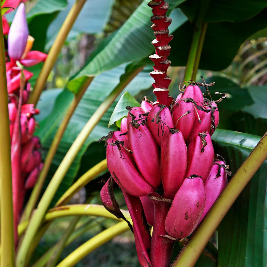 Bilde av Musa velutina (Rosa Banan)-Spanne Plantesalg