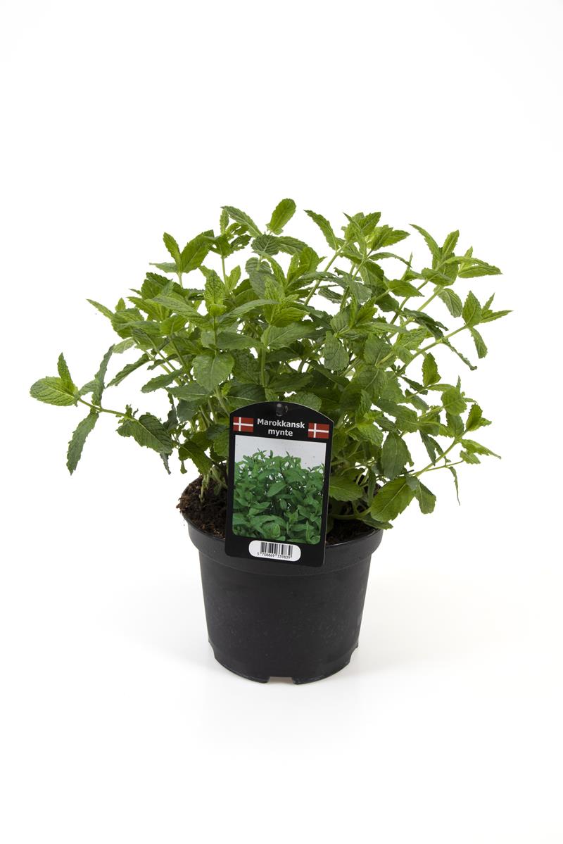 Bilde av MYNTE-Spanne Plantesalg