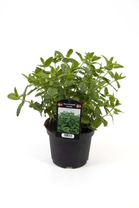 Bilde av MYNTE-Spanne Plantesalg