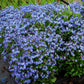 Bilde av Myosotis alpestris 'Indigo Compact'-Spanne Plantesalg