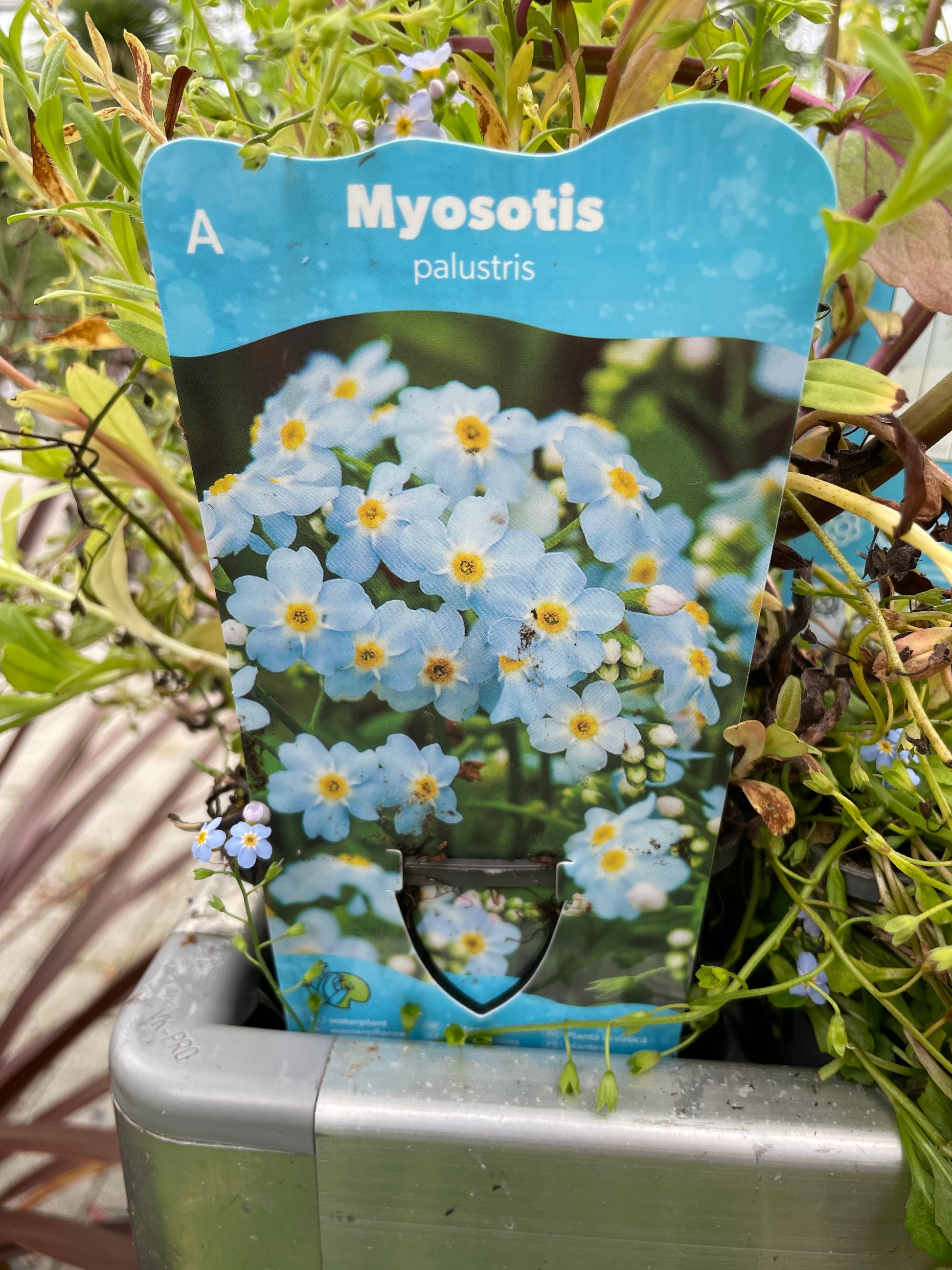 Bilde av Myosotis palustris-Spanne Plantesalg