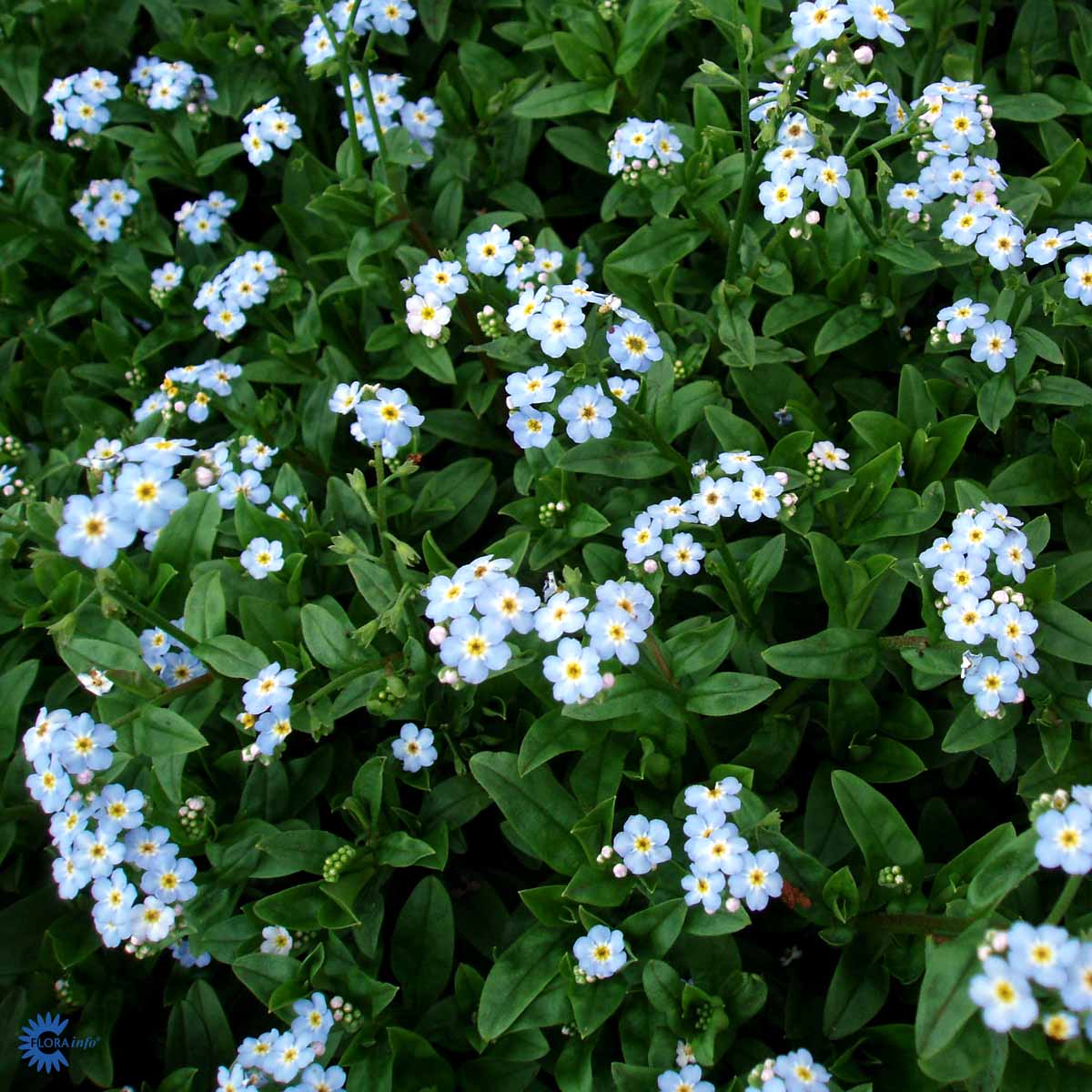 Bilde av Myosotis sc. 'Semperflorens'-Spanne Plantesalg