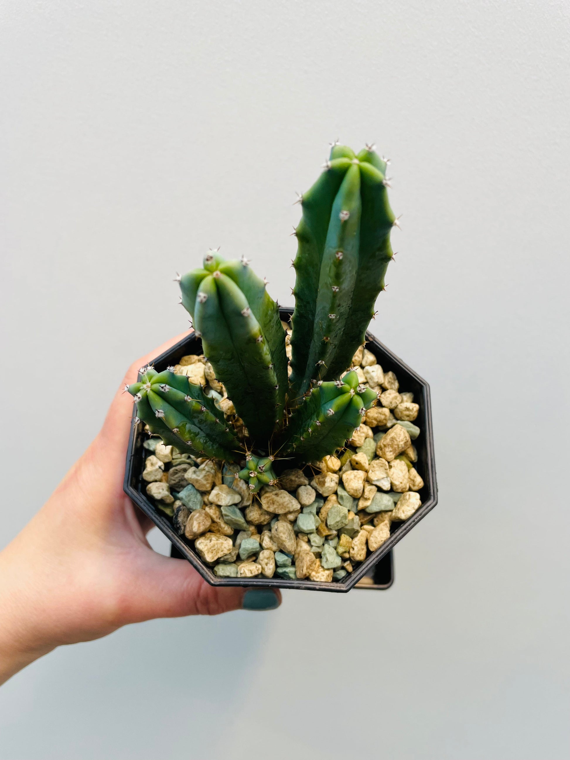 Bilde av Myrtillocactus geometrizans 10 cm potte med fat-Spanne Plantesalg