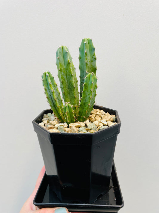 Bilde av Myrtillocactus geometrizans 10 cm potte med fat-Spanne Plantesalg