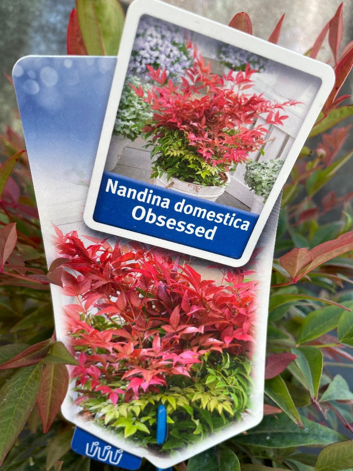 Bilde av Nandina dom. Obsessed ('Seika' ®)-Spanne Plantesalg