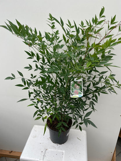 NANDINA DOMESTICA