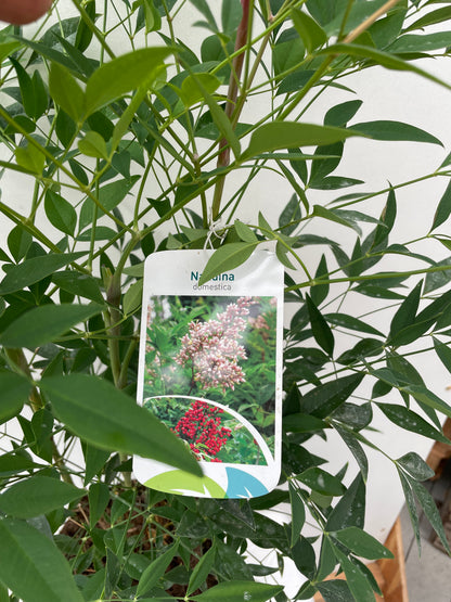 NANDINA DOMESTICA