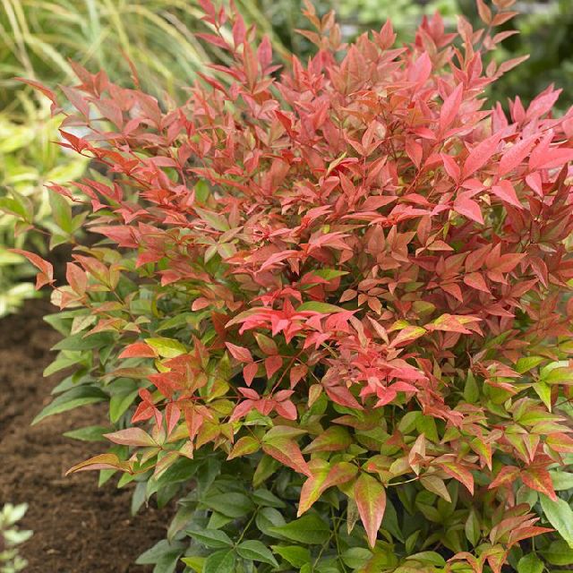 Bilde av NANDINA DOMESTICA-Spanne Plantesalg