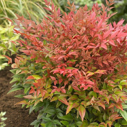 Bilde av NANDINA DOMESTICA-Spanne Plantesalg