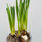 Bilde av NARCISSUS 'PAPERWHITE'-Spanne Plantesalg