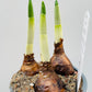 Bilde av NARCISSUS TAZETTA 'ERLICHEER'-Spanne Plantesalg