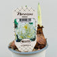 Bilde av NARCISSUS TAZETTA 'ERLICHEER'-Spanne Plantesalg