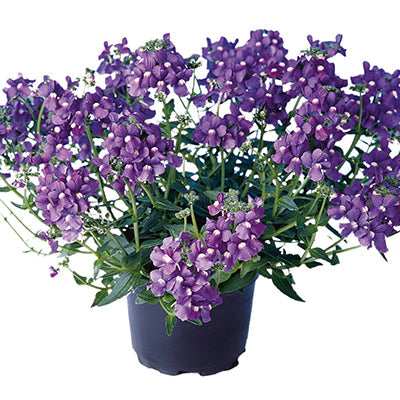 Bilde av Nemesia frut. Nuvo Blue 3 st-Spanne Plantesalg