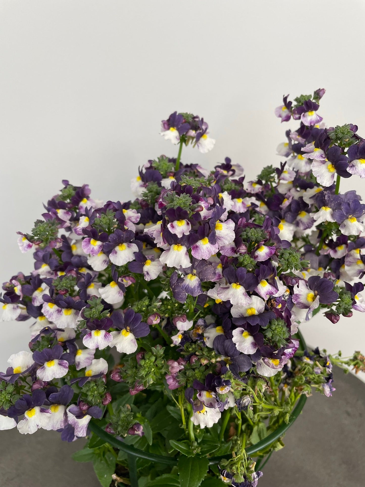 Bilde av Nemesia frut. Nuvo Blue Bicolour 3 st-Spanne Plantesalg