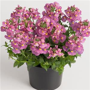 Bilde av Nemesia frut. Nuvo Rose 3 st-Spanne Plantesalg