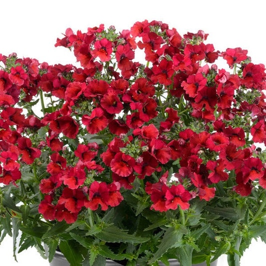 Bilde av Nemesia Nesia® Burgundy-Spanne Plantesalg