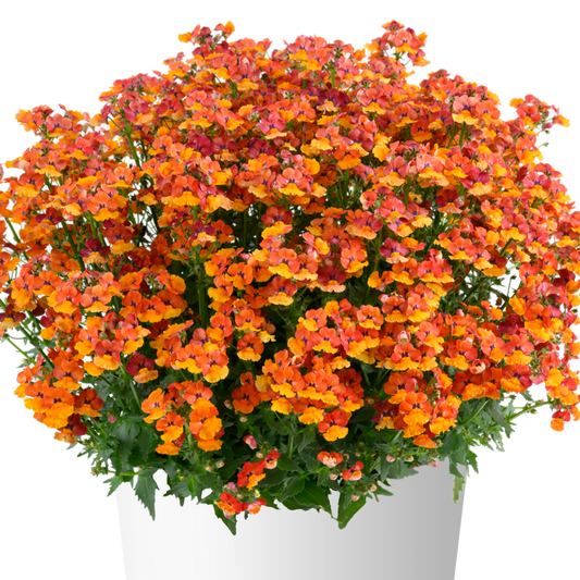 Bilde av Nemesia x hybrida Nesia® Tangerine Pris pr 2 stk-Spanne Plantesalg