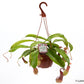 Bilde av Nepenthes alata 14 cm ampel-Spanne Plantesalg