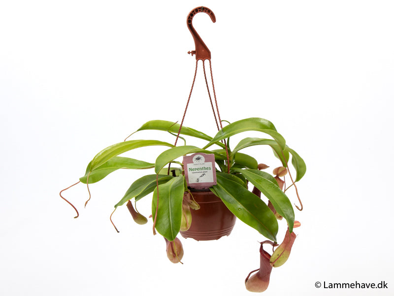 Bilde av Nepenthes alata 14 cm ampel-Spanne Plantesalg
