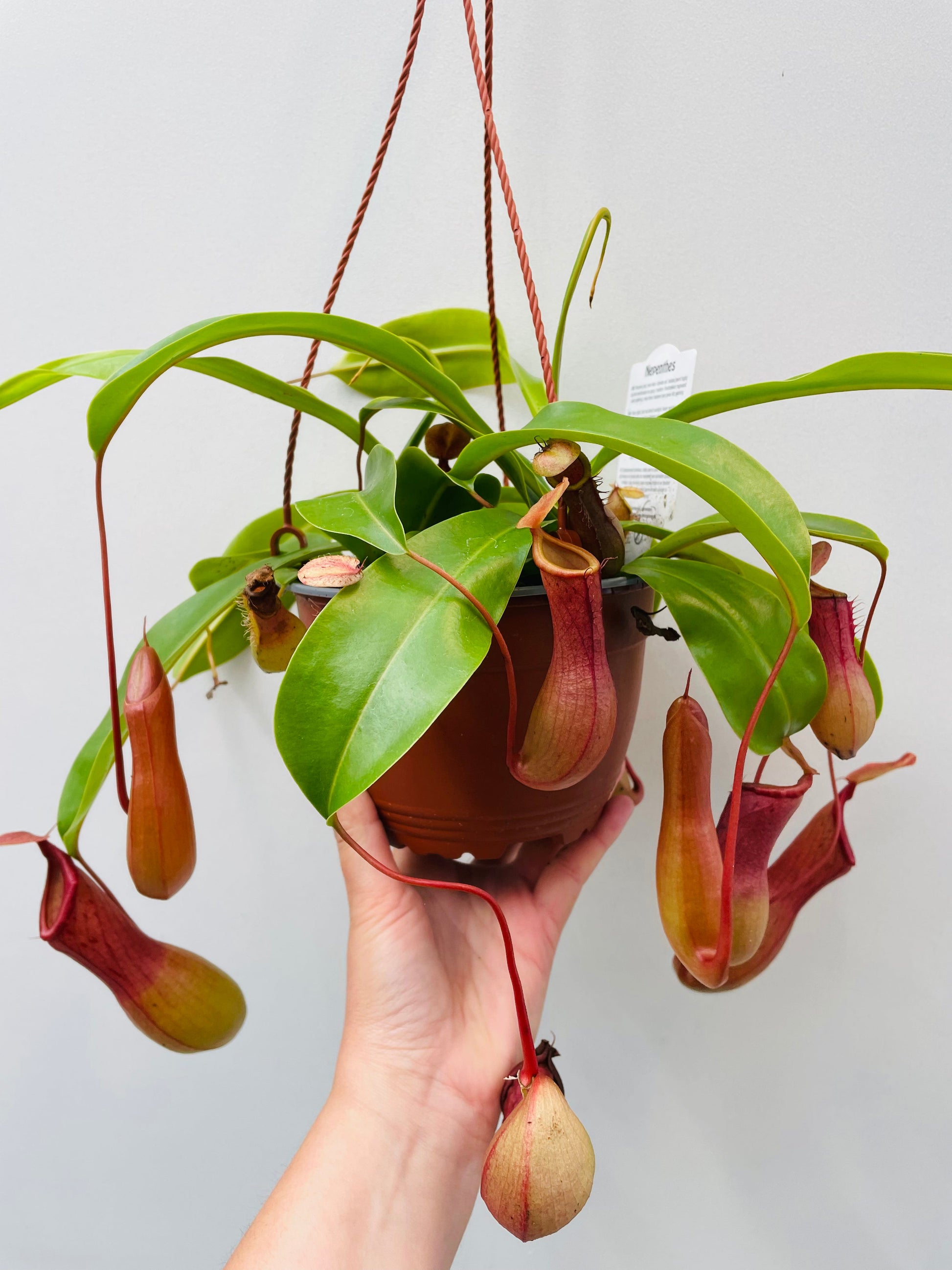 Nepenthes Alata 14 Cm Ampel Spanne Plantesalg nepenthes-alata-14-cm-ampel-spanne-plantesalg