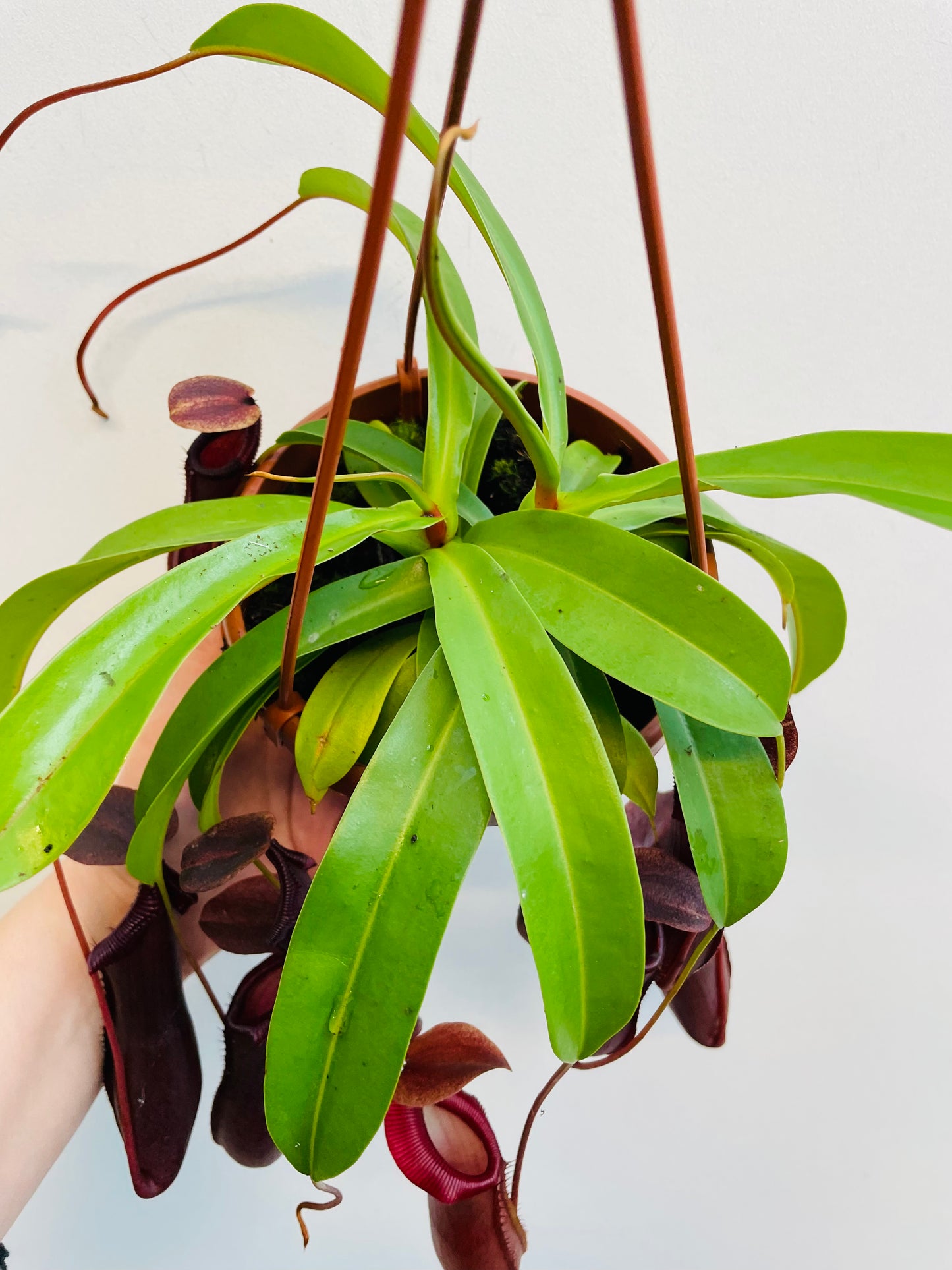 Bilde av Nepenthes ‘Bill’-Spanne Plantesalg