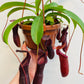 Bilde av Nepenthes ‘Bill’-Spanne Plantesalg