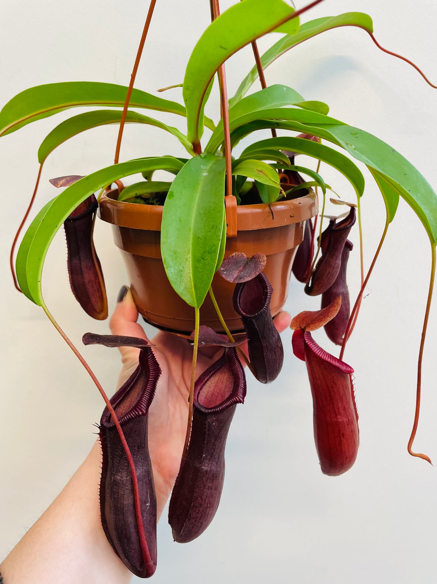 Bilde av Nepenthes ‘Bill’-Spanne Plantesalg