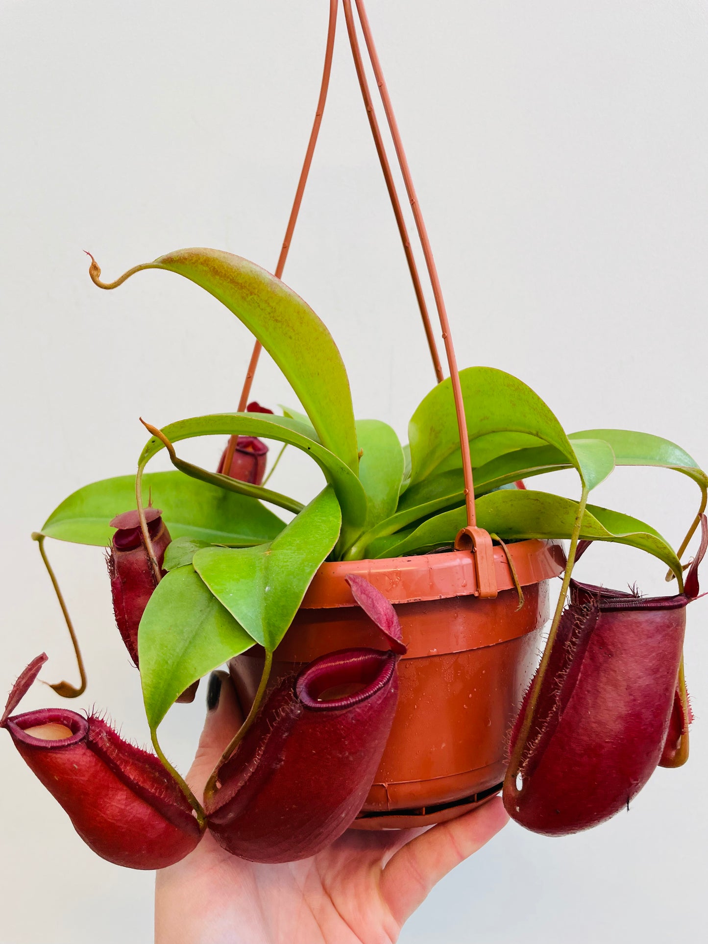 Bilde av Nepenthes ‘Diana’-Spanne Plantesalg