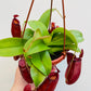 Bilde av Nepenthes ‘Diana’-Spanne Plantesalg