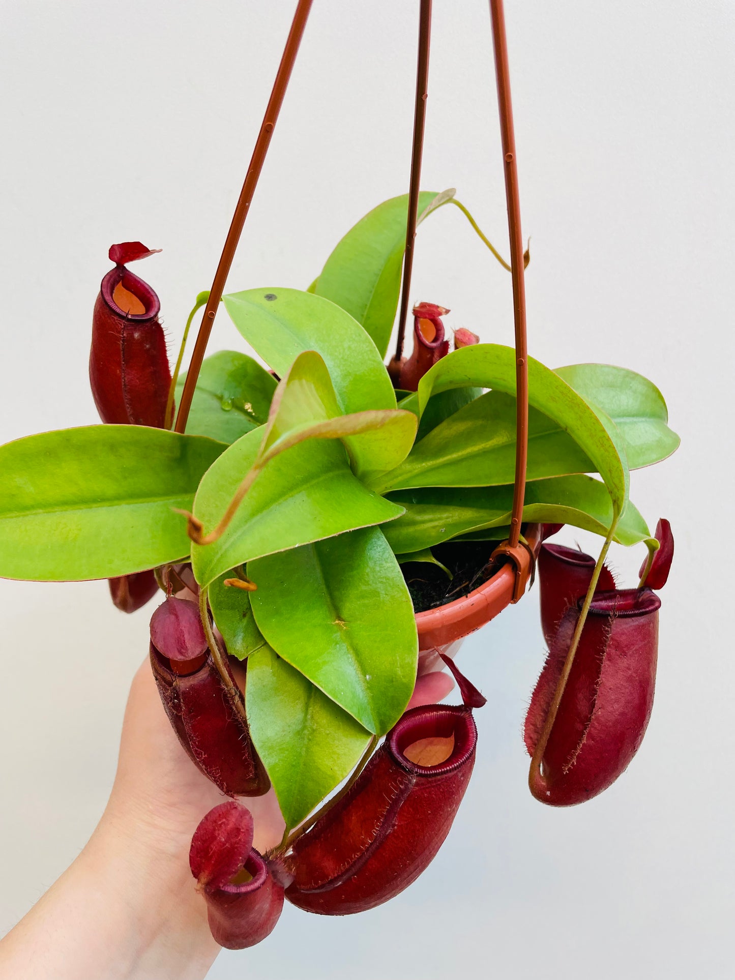 Bilde av Nepenthes ‘Diana’-Spanne Plantesalg