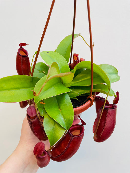 Bilde av Nepenthes ‘Diana’-Spanne Plantesalg