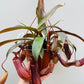 Bilde av Nepenthes hybrid mørkegrønn-Spanne Plantesalg