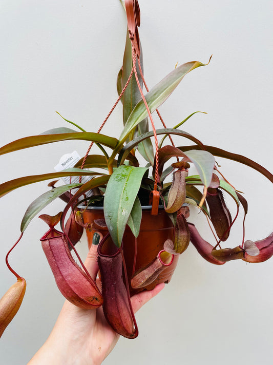 Bilde av Nepenthes hybrid mørkegrønn-Spanne Plantesalg