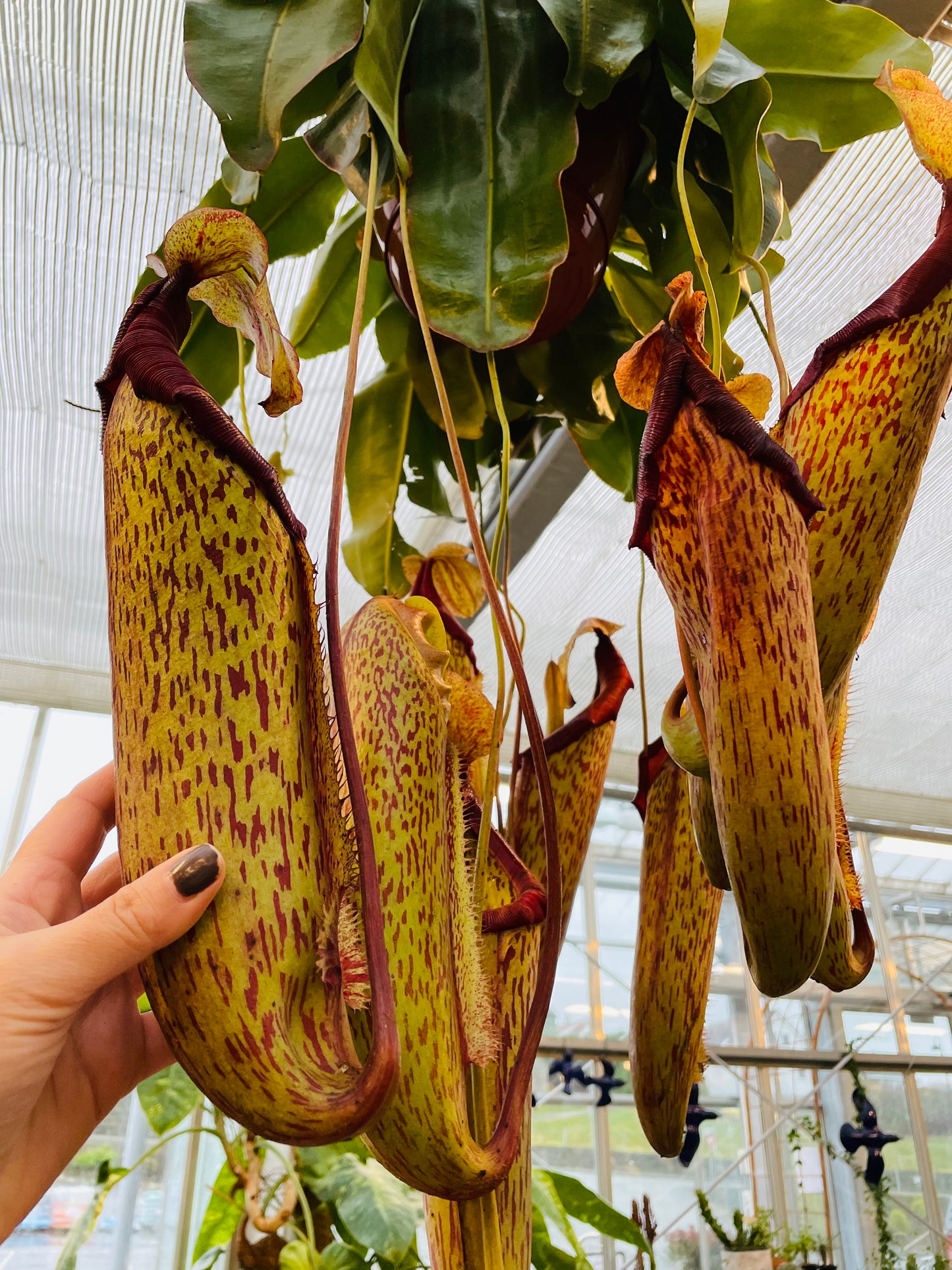 Bilde av Nepenthes maxima-Spanne Plantesalg