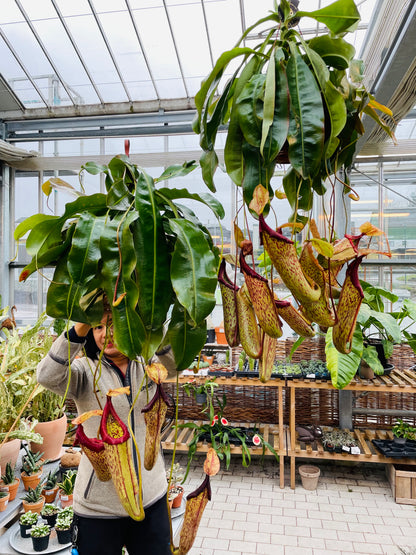 Nepenthes Maxima