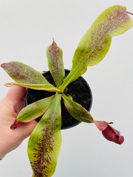 Bilde av Nepenthes mirabilis-Spanne Plantesalg