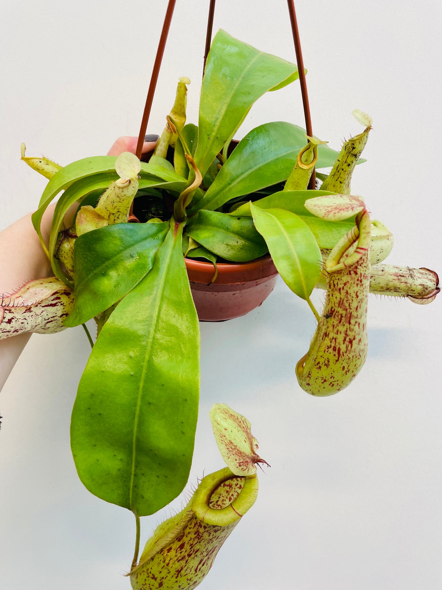 Bilde av Nepenthes ‘Mojito’-Spanne Plantesalg