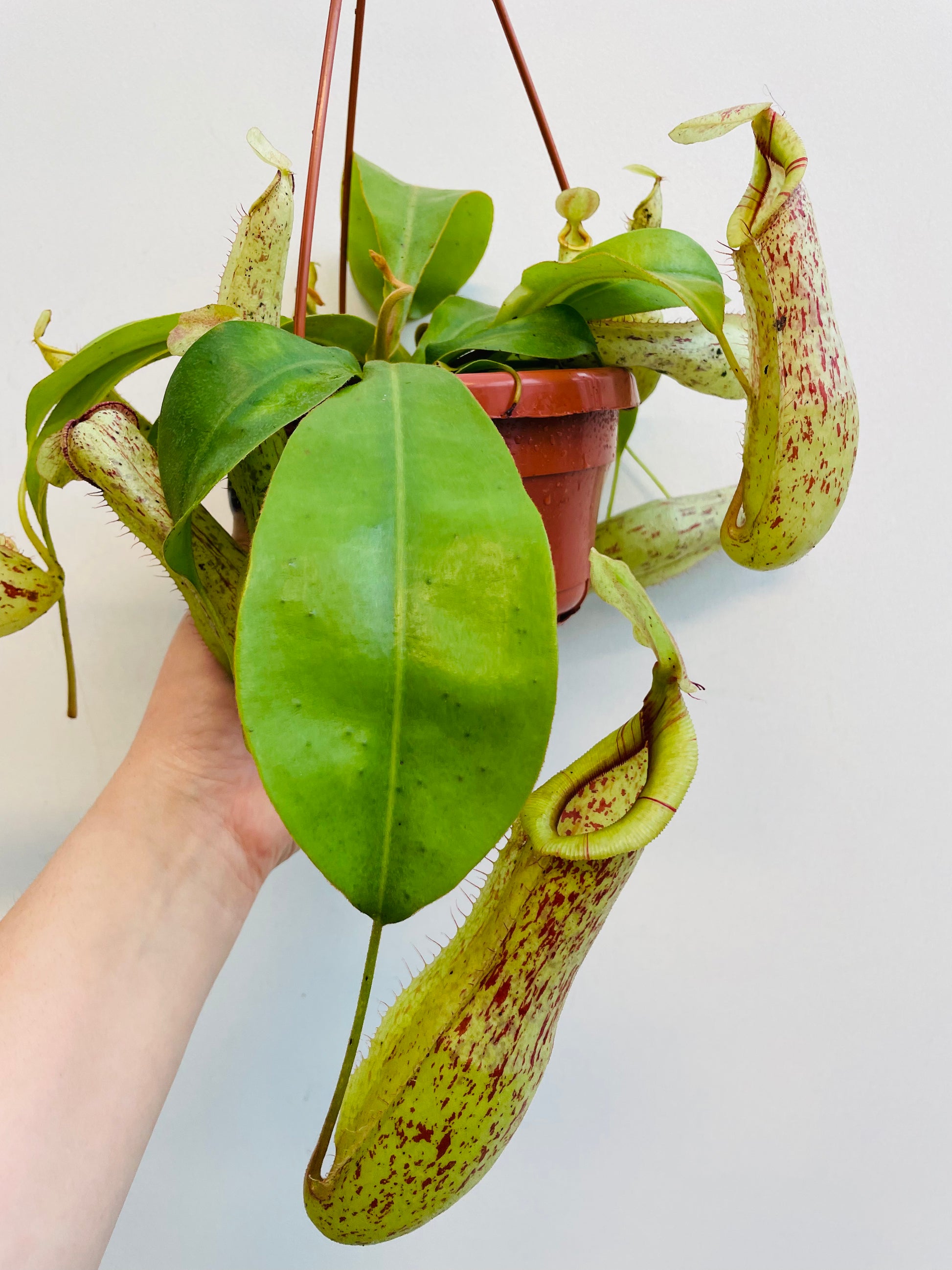 Bilde av Nepenthes ‘Mojito’-Spanne Plantesalg