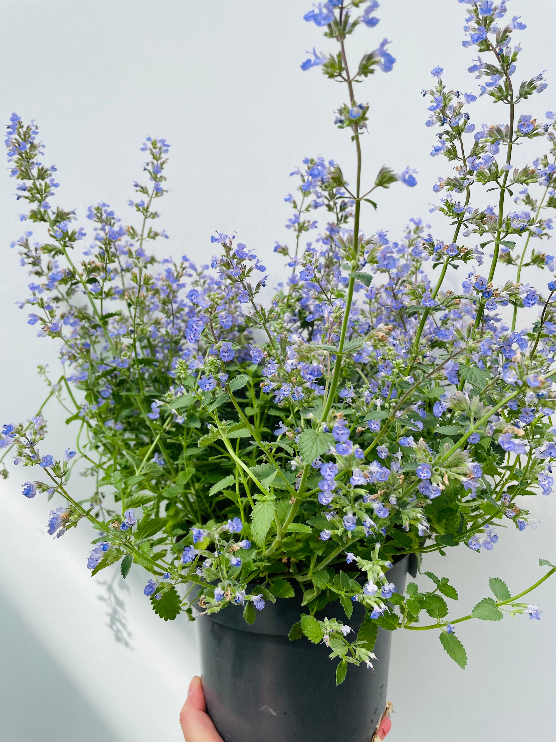 Bilde av Nepeta f. ‘Purrsian Blue’-Spanne Plantesalg